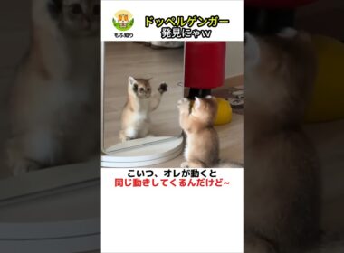 【 ドッペルゲンガーに出会った子猫の結末w 🌸 】
