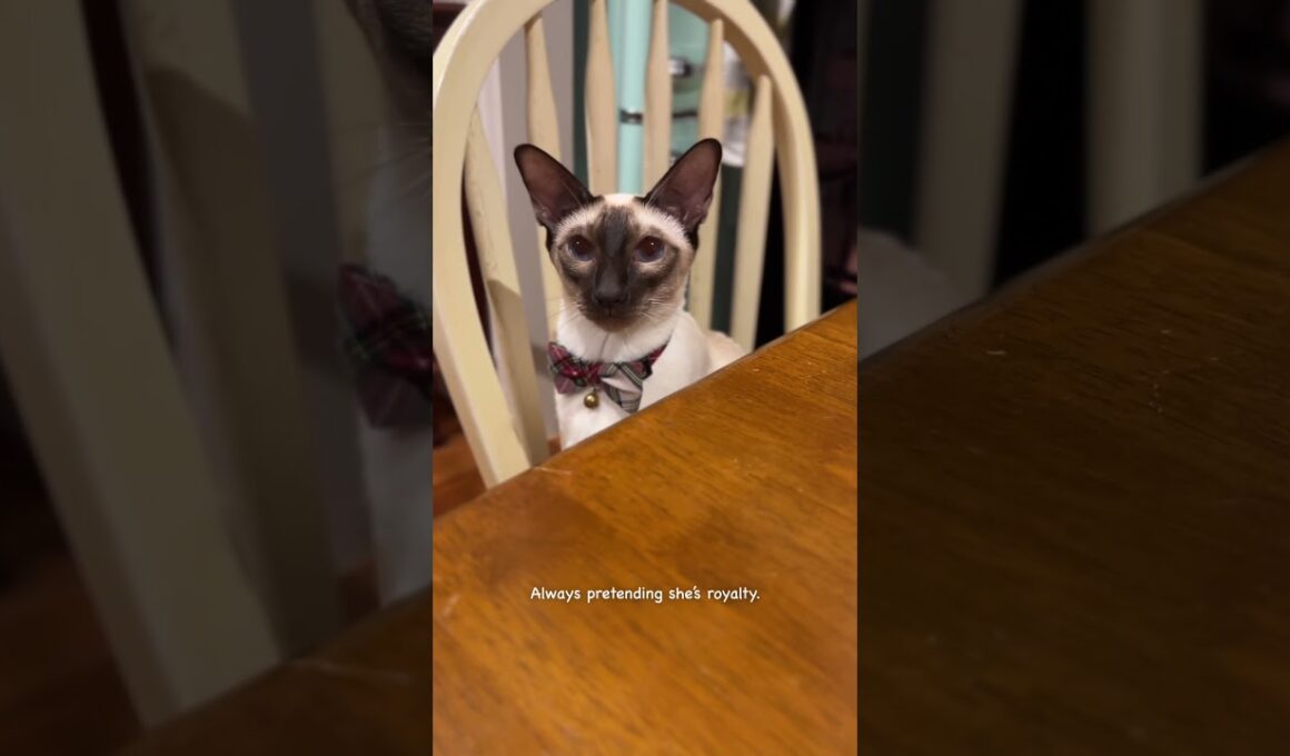 My name is Carrie 😺