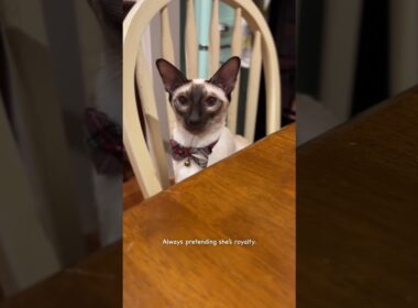 My name is Carrie 😺