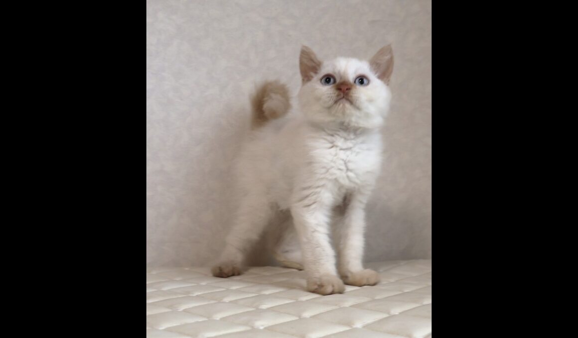 セルカークレックス子猫　Selkirk Rex　2025.12.16産まれ　　クリームポイント　巻き毛　男の子　シーダキャット猫のお店