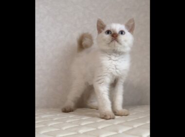 セルカークレックス子猫　Selkirk Rex　2025.12.16産まれ　　クリームポイント　巻き毛　男の子　シーダキャット猫のお店