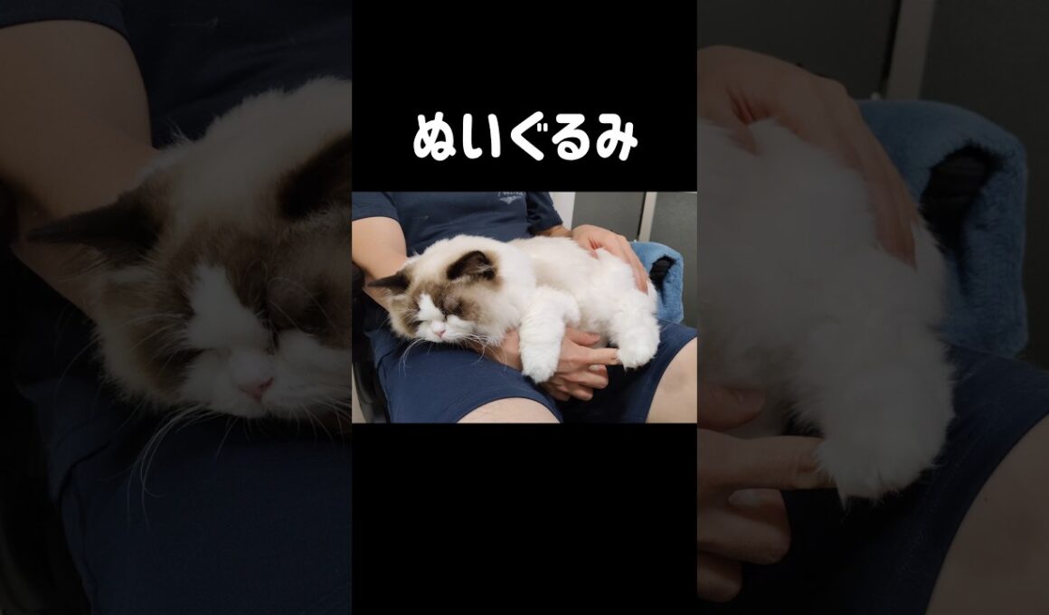 くっつき虫👶🏻 #shorts #猫 #子猫 #ラグドール #甘えん坊猫 #猫のいる暮らし