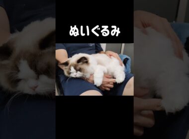 くっつき虫👶🏻 #shorts #猫 #子猫 #ラグドール #甘えん坊猫 #猫のいる暮らし