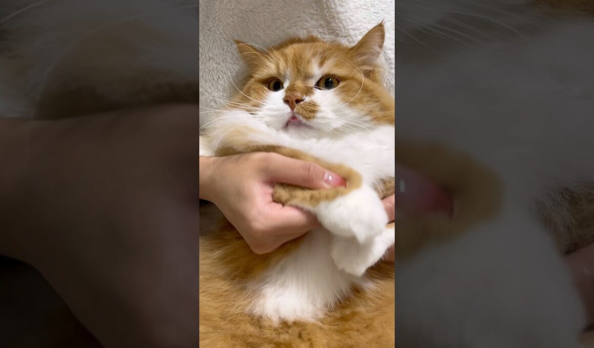 朝の光のなかで✨️ #shorts #猫 #マンチカン #短足マンチカン #cat #munchkin