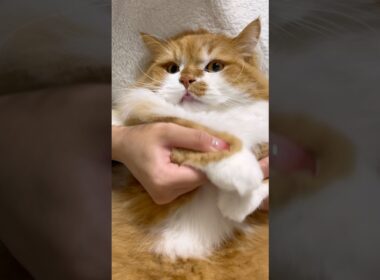 朝の光のなかで✨️ #shorts #猫 #マンチカン #短足マンチカン #cat #munchkin