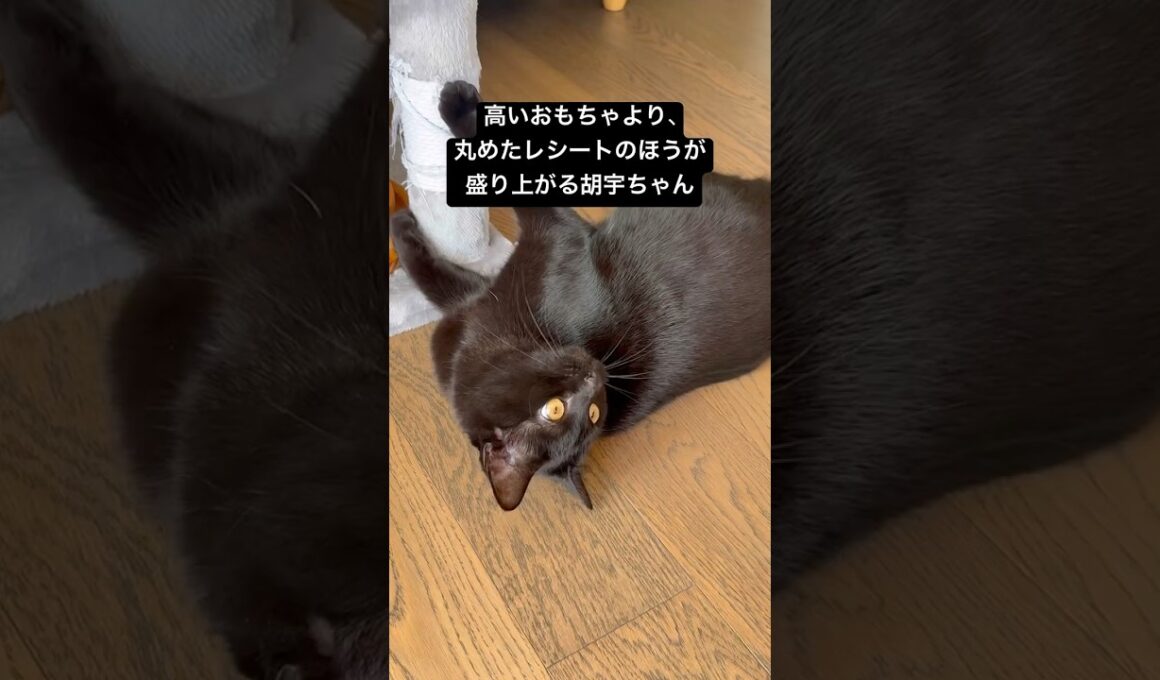 紙ボールでサッカー #cat #猫のいる暮らし #ボンベイ #くろねこ