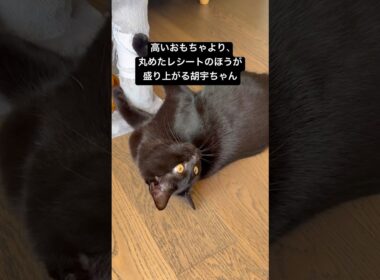 紙ボールでサッカー #cat #猫のいる暮らし #ボンベイ #くろねこ