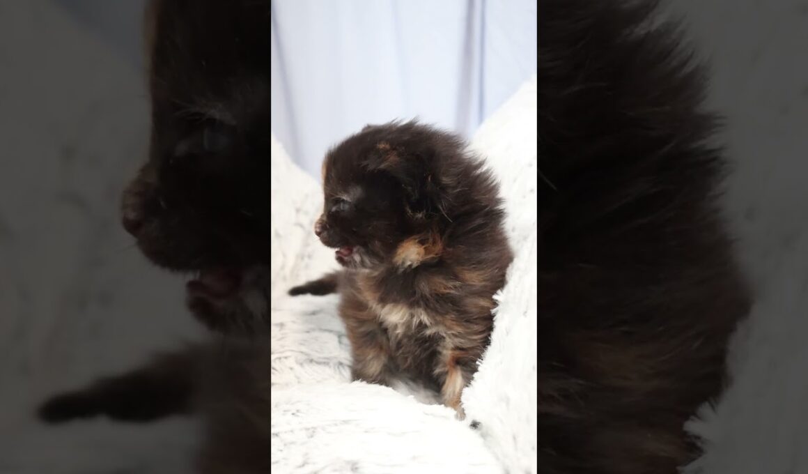 生後19日メインクーン赤ちゃんの萌奈ちゃん