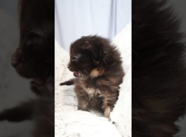 生後19日メインクーン赤ちゃんの萌奈ちゃん