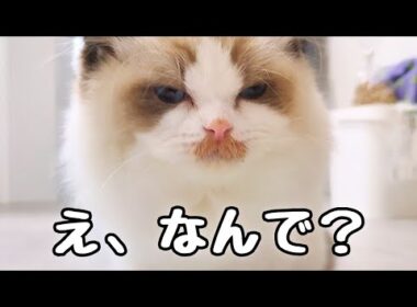突然、ちょび髭が生えてきたラグドールの子猫🥸