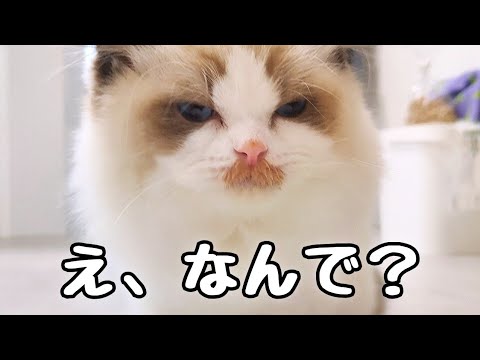 突然、ちょび髭が生えてきたラグドールの子猫🥸