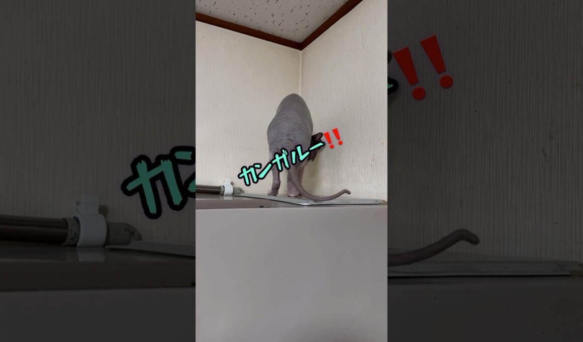 後ろ姿が不思議な猫スフィンクス⁉️#shorts #cat #猫 #sphynx
