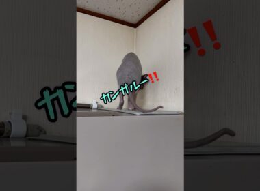 後ろ姿が不思議な猫スフィンクス⁉️#shorts #cat #猫 #sphynx