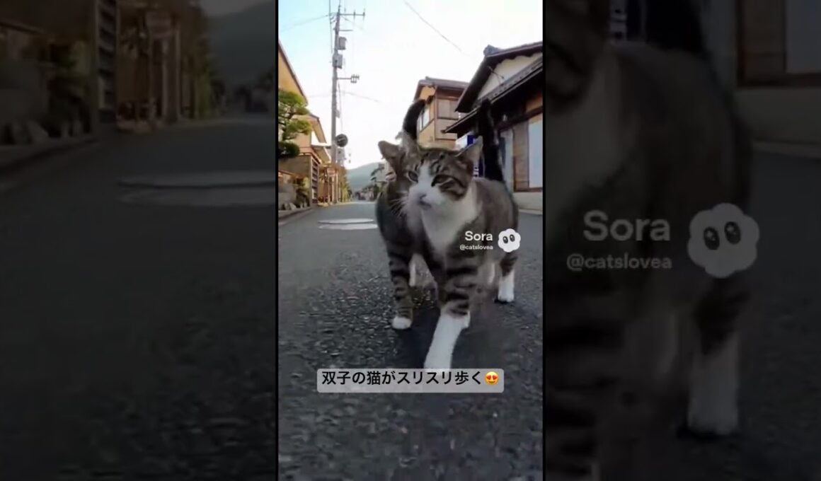 仲良しの双子の猫