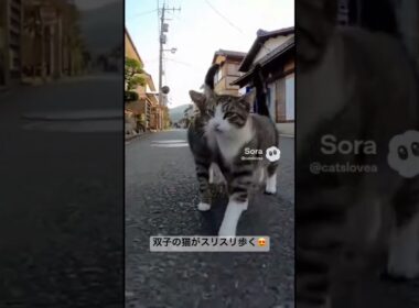 仲良しの双子の猫