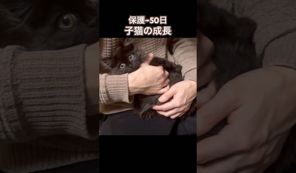 【保護猫】保護してすぐの子猫ちゃこ→50日の成長