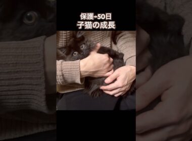 【保護猫】保護してすぐの子猫ちゃこ→50日の成長