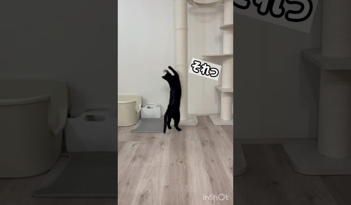 あきらめ黒猫ボンベイ　#cat #ねこ #ねこのいる暮らし #ねこのいる生活 #ねこ動画 #猫 #猫好きさんと繋がりたい #かわいい #癒やし #おもちゃ