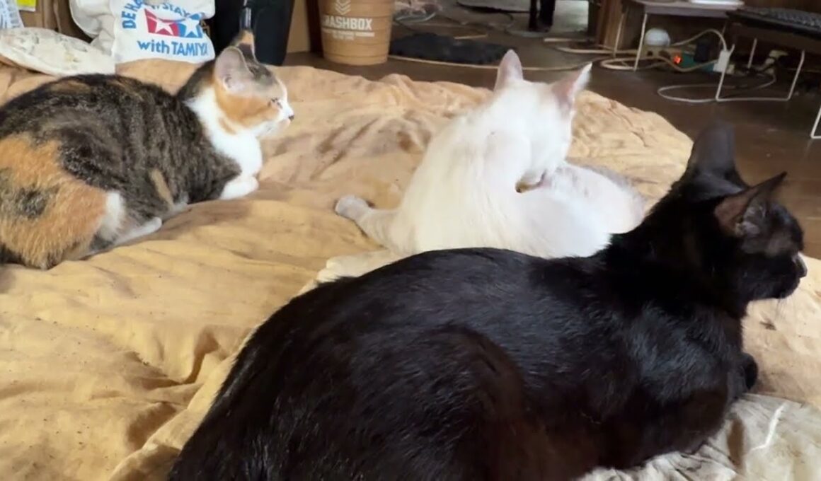 珍しく、布団で、くつろぐ三毛猫ミックス。シャム雫、黒猫くーも一緒に、布団を占拠