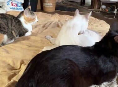 珍しく、布団で、くつろぐ三毛猫ミックス。シャム雫、黒猫くーも一緒に、布団を占拠