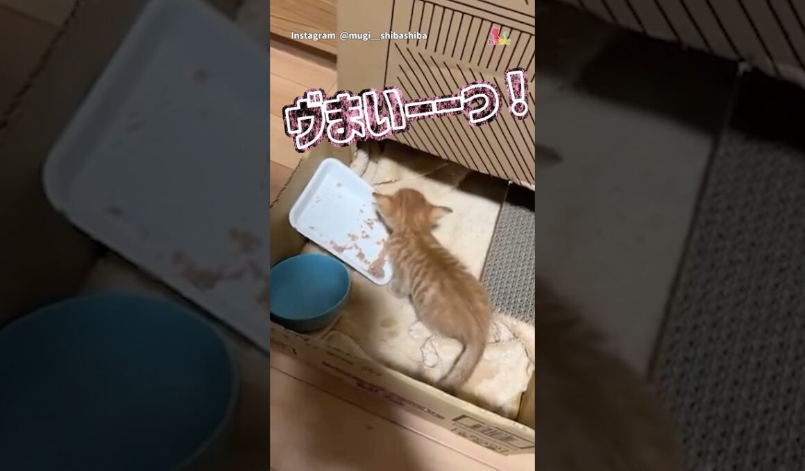 高級缶詰に感動！おしゃべり子猫ちゃん