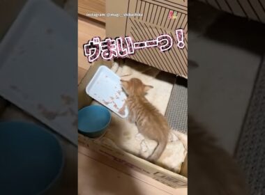 高級缶詰に感動！おしゃべり子猫ちゃん