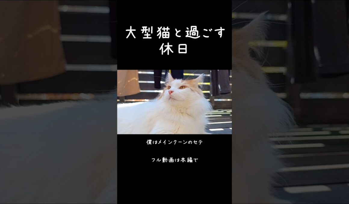猫と過ごす休日はこんな感じ #猫 #メインクーン #大型猫 #猫のいる暮らし #shorts #cat #mainecoon #catshorts​