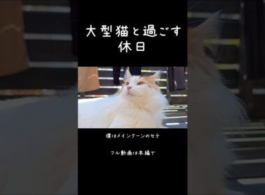 猫と過ごす休日はこんな感じ #猫 #メインクーン #大型猫 #猫のいる暮らし #shorts #cat #mainecoon #catshorts​