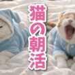 【レア映像】猫の朝活に密着したら面白すぎた