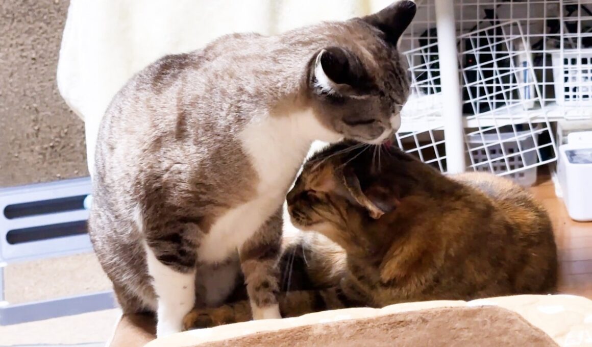 永遠の子猫である姫猫がお姉ちゃんになれた日。