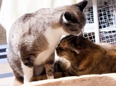 永遠の子猫である姫猫がお姉ちゃんになれた日。