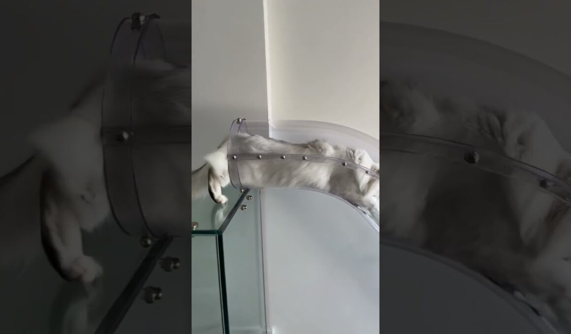 Fluffy Cymric's Coastal Balcony Liquid Plunge