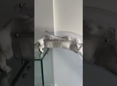 Fluffy Cymric's Coastal Balcony Liquid Plunge