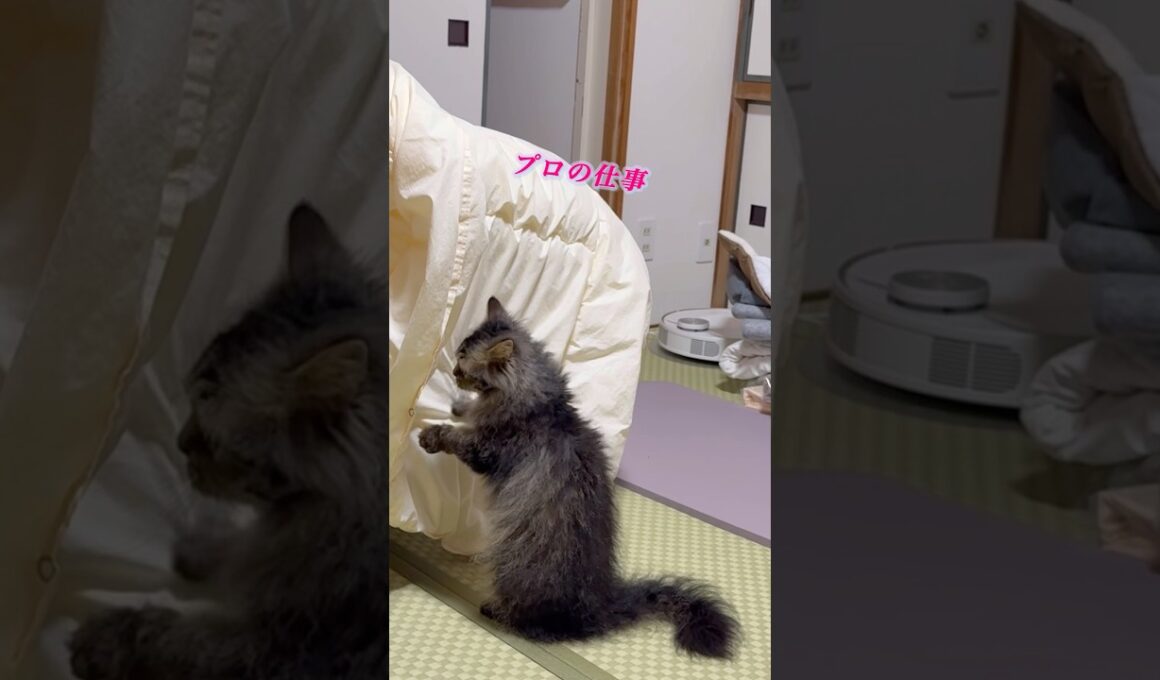 布団ほり職人の猫くうちゃん #スクーカム #cat #猫のいる暮らし #猫 #shorts