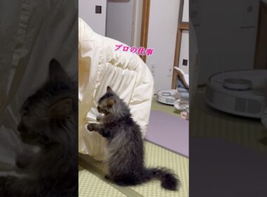 布団ほり職人の猫くうちゃん #スクーカム #cat #猫のいる暮らし #猫 #shorts