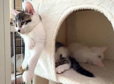寝落ちの達人すぎる子猫【白玉ちゃん＆坊ちゃん日記】No Way, Right Here?! The Ultimate Kitten Nap Master