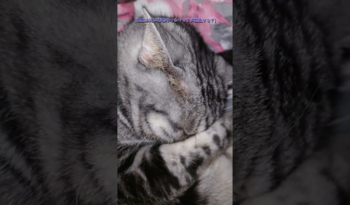 猫のいびきはぷーぷーかわいい（アメリカンショートヘア） #アメショー #cat #子ネコ