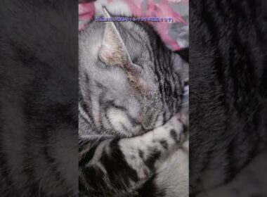 猫のいびきはぷーぷーかわいい（アメリカンショートヘア） #アメショー #cat #子ネコ