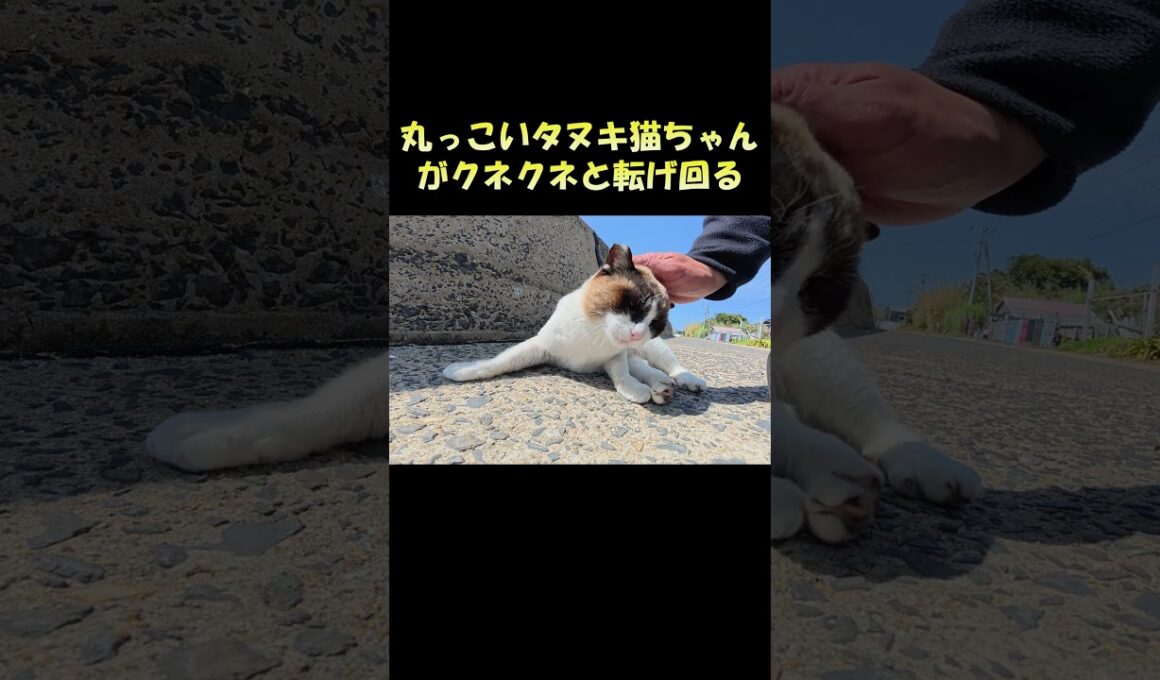 丸っこいタヌキ猫ちゃんがクネクネ転げ回る #猫 #ねこ #cat