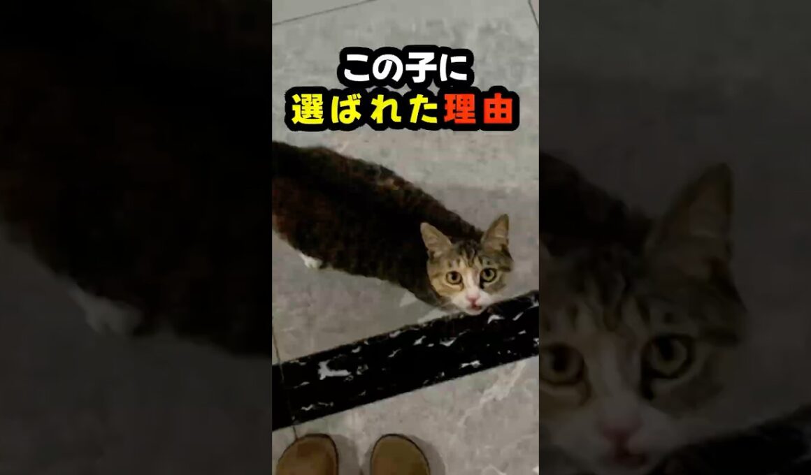 毎日ここで待っていた子猫…その理由を知った瞬間 #猫 #子猫 #保護猫 #Shorts