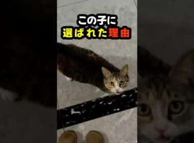 毎日ここで待っていた子猫…その理由を知った瞬間 #猫 #子猫 #保護猫 #Shorts