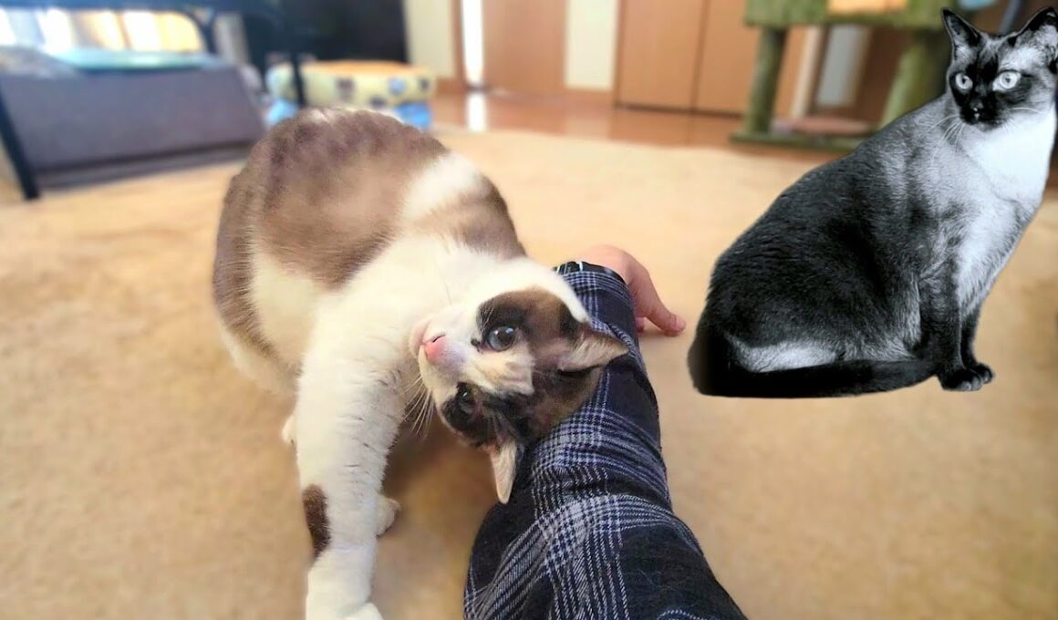 姉シャム猫が亡くなって寂しさのあまりに妹ペポがこのようになった🐿