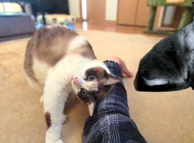 姉シャム猫が亡くなって寂しさのあまりに妹ペポがこのようになった🐿