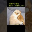母猫が子猫を抱っこして寝かしつけてた...#shorts