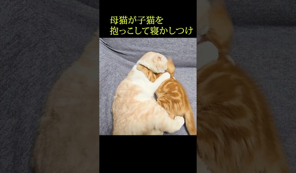 母猫が子猫を抱っこして寝かしつけてた...#shorts