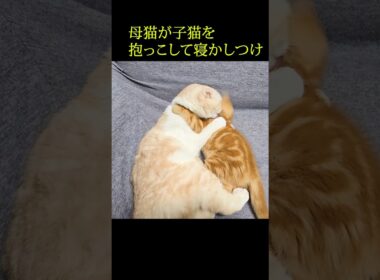 母猫が子猫を抱っこして寝かしつけてた...#shorts