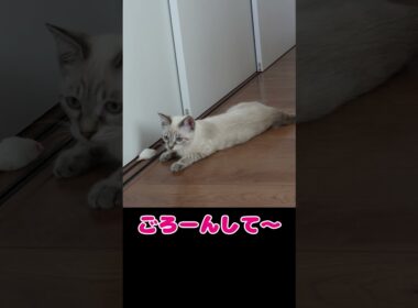 戯れ方がカワイイシャムMIXあんちゃん#149 #shorts #シャムMIX #猫のいる暮らし