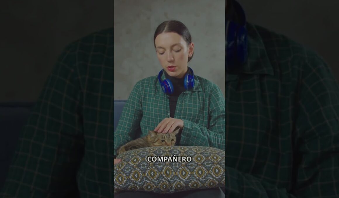 ¡Descubre al Elegante Cornish Rex! #amorcat2024 #catlover #cuidatugato #consejogatunos #cat #gatos