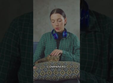 ¡Descubre al Elegante Cornish Rex! #amorcat2024 #catlover #cuidatugato #consejogatunos #cat #gatos