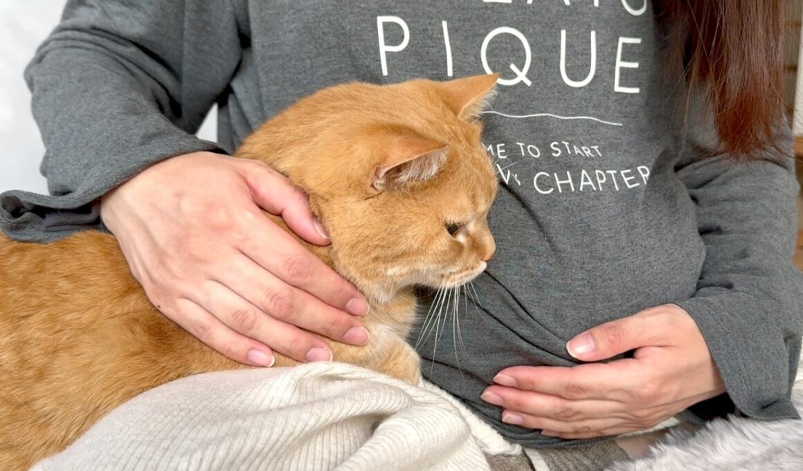 お腹の子にヒーリングサウンドを聞かせる猫